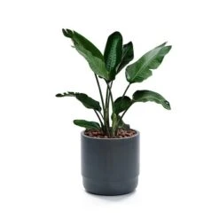 LuxenHome Modern Gray MgO 14.17" Round Planter 14 LuxenHome Modern Gray MgO 14.17" Round Planter -LuxenHome GUEST 7b656b10 5b77 41ee 8e18 b8db202de0d1