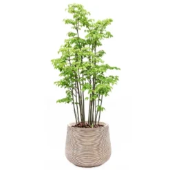 LuxenHome Distressed Tan MgO 15" H Tapered Round Planter Brown -LuxenHome GUEST b2dc753f 5f20 458d b54f 3a622d22d01d