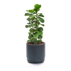 LuxenHome Modern Gray MgO 14.17" Round Planter 13 LuxenHome Modern Gray MgO 14.17" Round Planter -LuxenHome GUEST f0926219 7ba7 439f b530 fcabb1f8a0cd